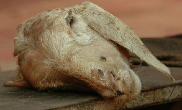 Ritrovata una testa di capra all’incrocio