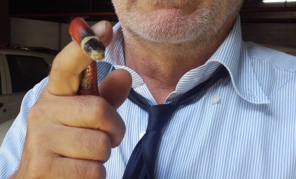Si sono trovati un serpente rosso in cortile