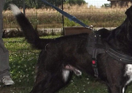 Abbandonato perché è diventato un cane troppo grande: ora Rudy cerca dei nuovi padroni