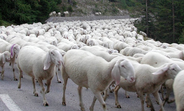 Ami i lupi?  Adotta un pastore:ecco l’iniziativa di  Coldiretti