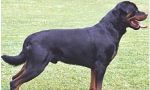 Attenzione, c'è un rottweiler libero vicino al cimitero