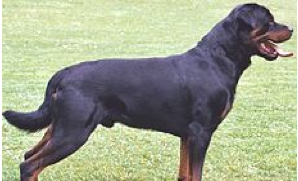 Attenzione, c’è un rottweiler libero vicino al cimitero