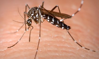 Chivasso, allarme zanzare tigre: un'invasione