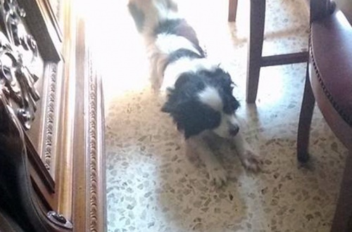 Dopo essere stata “multata” abbandona il suo cane dai vigili