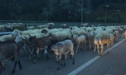 Pecore sul ponte della Collina di Chivasso rallentano il traffico