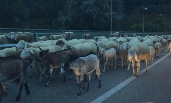 Pecore sul ponte della Collina di Chivasso rallentano il traffico