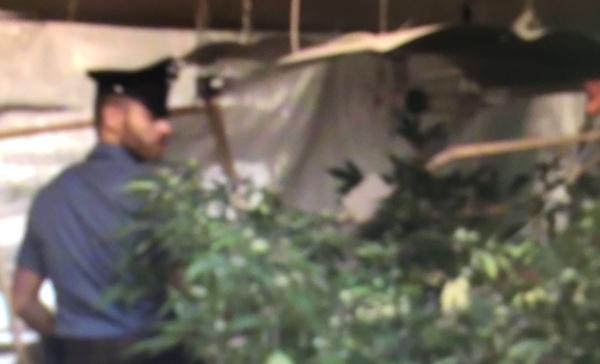 Scovata una piantagione ecosostenibile di marijuana