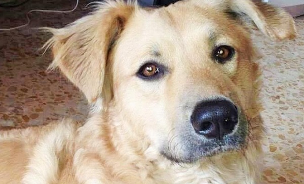 Emergenza: Si cerca una casa per Chicco