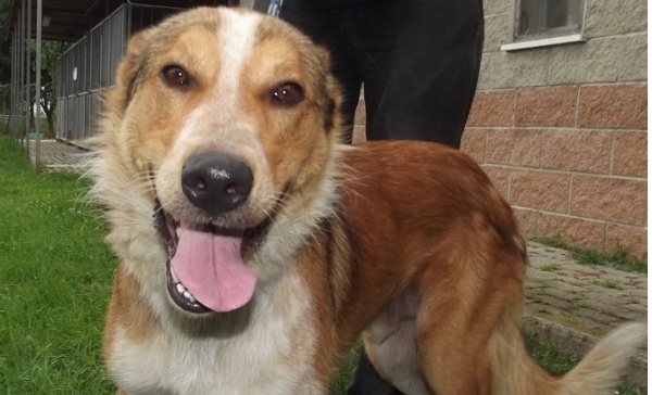 Ritrovato Balto, il cane rubato stanotte dal canile di Chivasso