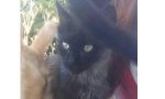 Crescentino cerca un gatto ma si teme che sia stato ucciso