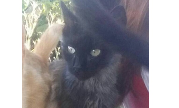 Crescentino cerca un gatto ma si teme che sia stato ucciso