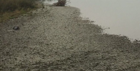 “Disastro ambientale”: l’allarme del WWF per i lavori sulla Dora