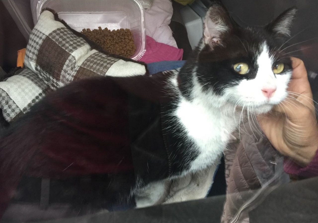 Gatto cieco perso per San Mauro: si cercano i proprietari