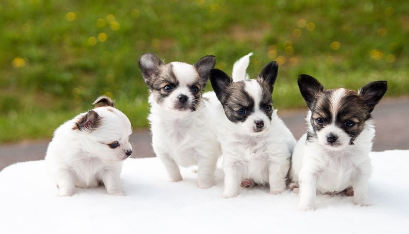 Simpatiche Zampette: a Settimo la gara tra amici animali