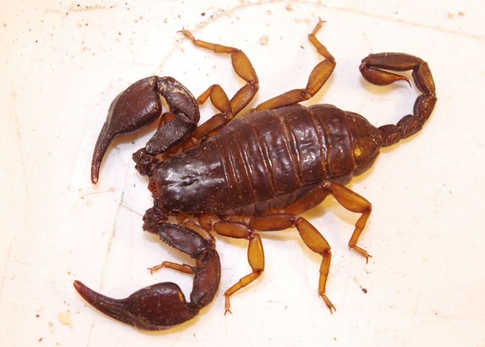 Aiuto, trovati scorpioni vicino al Comune