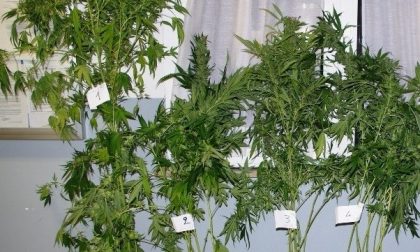 Marijuana, è boom della coltivazione  "fai da te"
