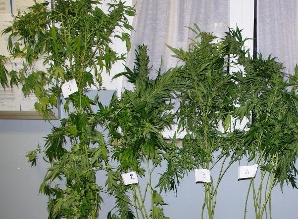Marijuana, è boom della coltivazione  “fai da te”
