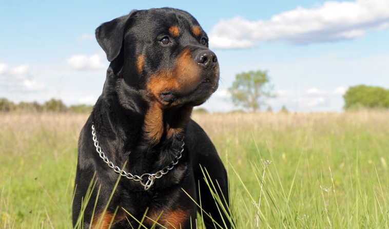 Ruba nelle auto “armata” di un rottweiler