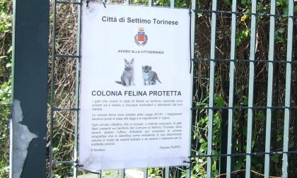 Settimo: la strada sfratta la colonia dei gatti. Scatta la protesta