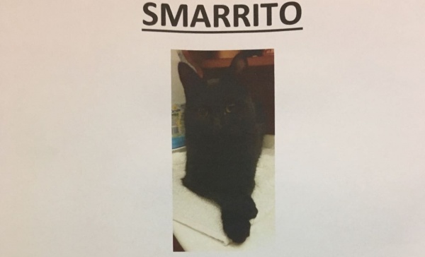 A Saluggia si cerca la gatta Figaro