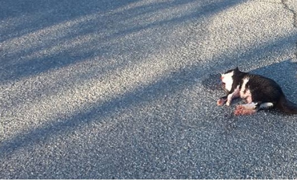 Brandizzo, uccide e lascia in strada il cadavere del gatto: la denuncia
