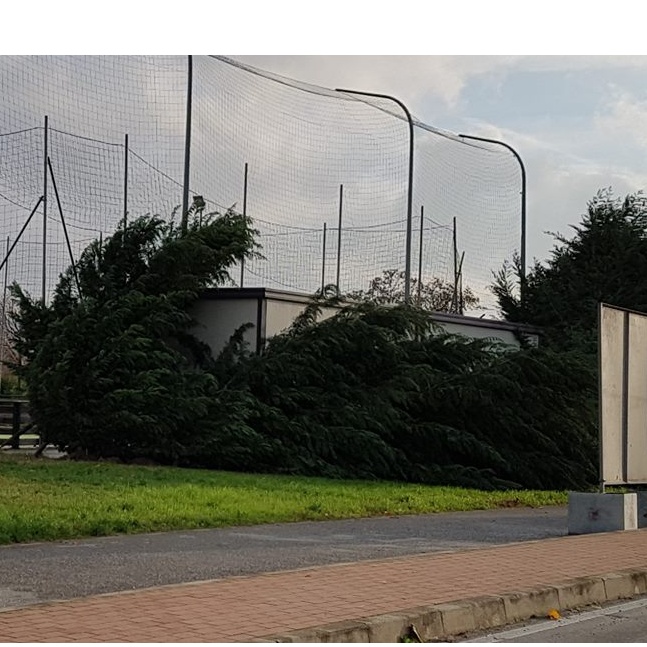 Grosso albero abbattuto dal maltempo