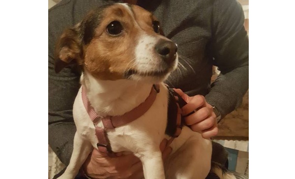 Si cercano i proprietari di due cani dopo i botti di Capodanno