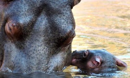 Le Cornelle cerca un nome per il baby ippopotamo