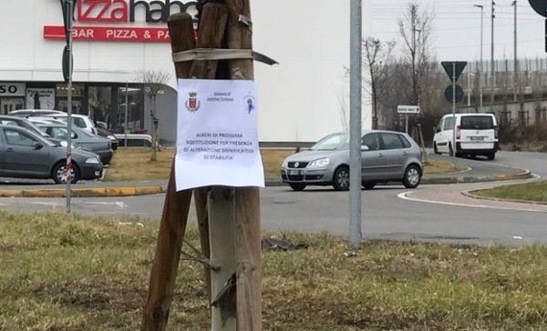 Settimo, iniziati i lavori di sostituzione degli alberi al Borgo Nuovo