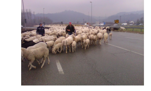 Verolengo, pecore al pascolo sulla strada