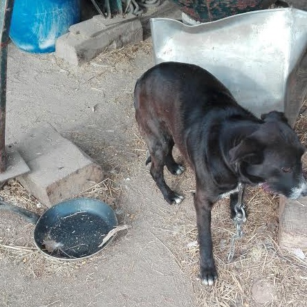 Cani maltrattati: denunciati i proprietari