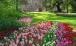 L'arrivo della primavera si festeggia con "Messer Tulipano"