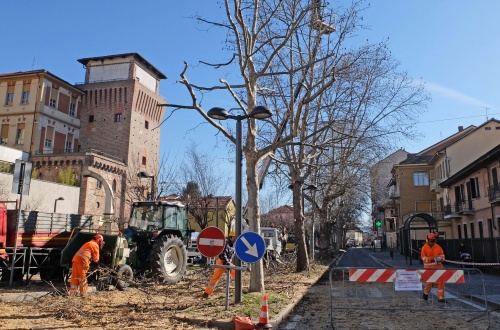 Settimo, tecnici al lavoro per la potatura alberi in piazza Vittorio