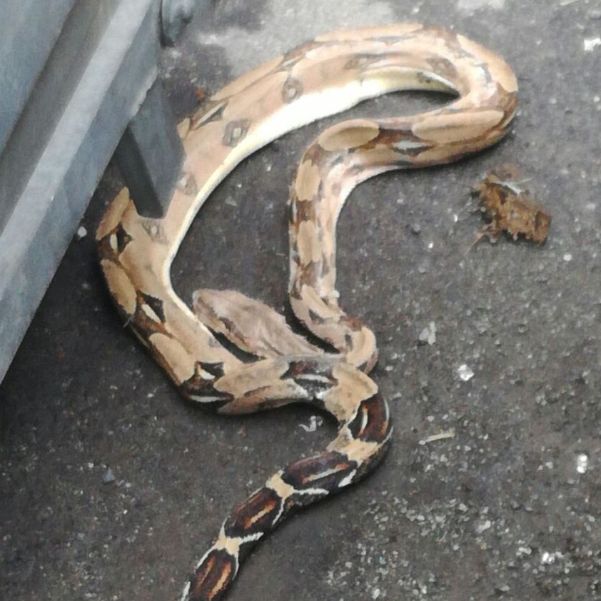 Trovano un pitone reale in strada