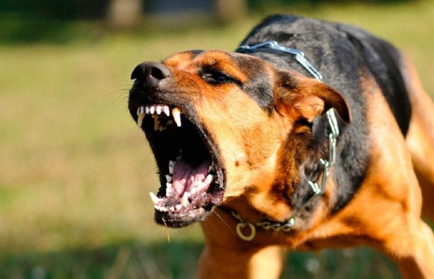Tre persone aggredite  da un cane