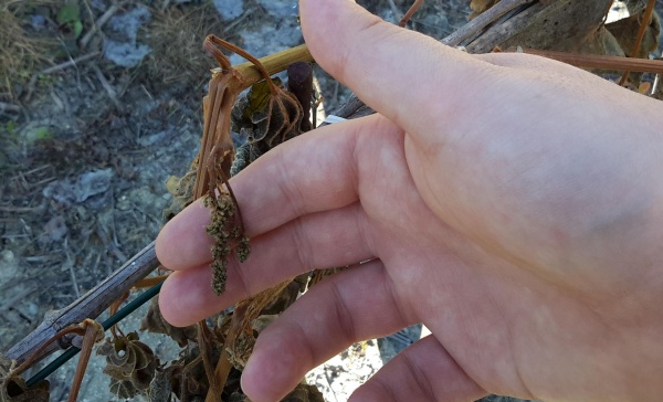 Chivassese, per il freddo improvviso danni all’agricoltura