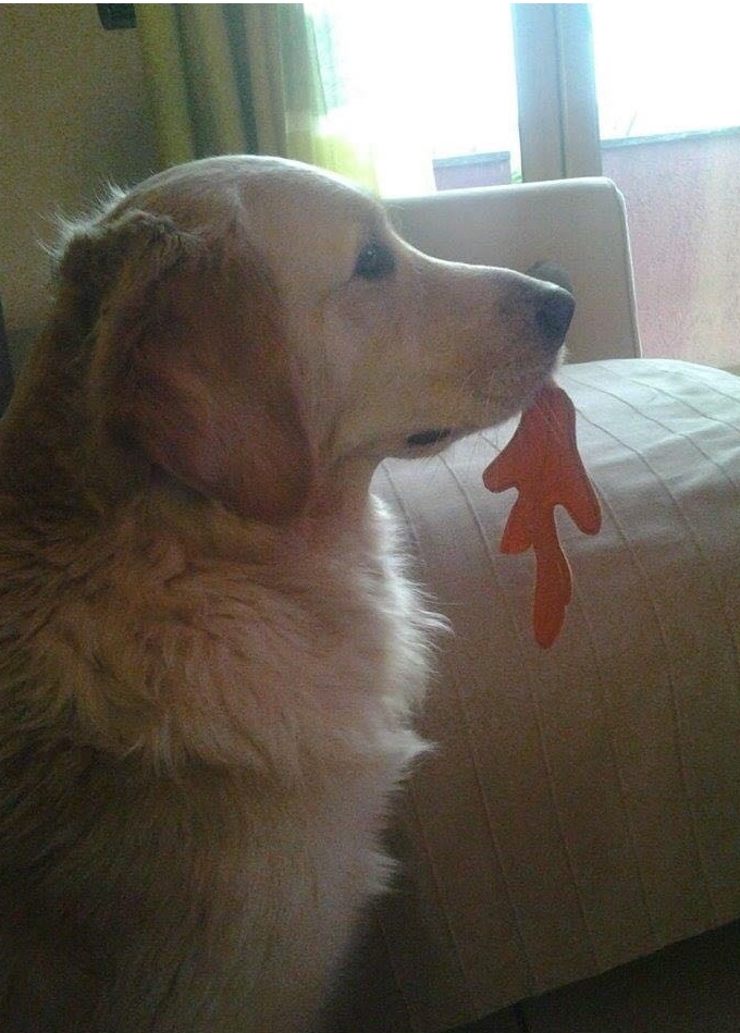 E’ scomparsa Nora, cane per la Pet Therapy