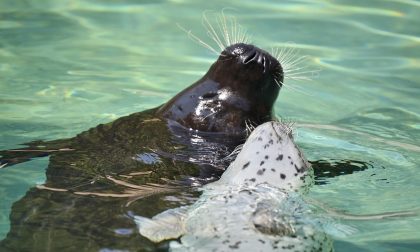 A Le Cornelle nati due cuccioli di foca: aperto il concorso per dargli un nome