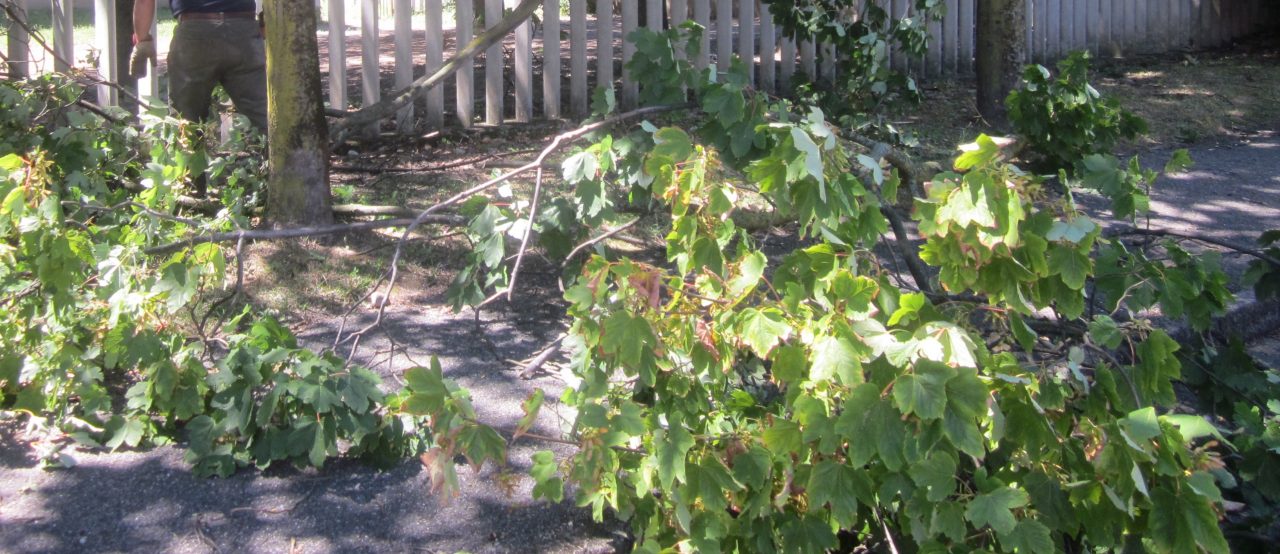Alberi a terra e tettoie scoperchiate: i danni del violento temporale