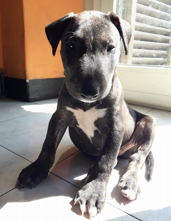 Bull Terrier salva una bimba che stava annegando ad Orco