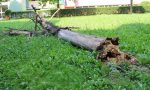Cade un albero nel parco, tragedia sfiorata a Settimo