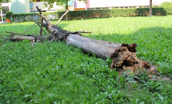 Cade un albero nel parco, tragedia sfiorata a Settimo
