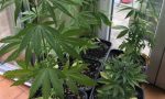 Marijuana nascosta giovane arrestato