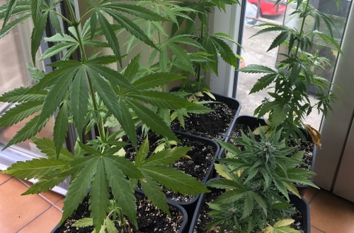 Marijuana nascosta giovane arrestato