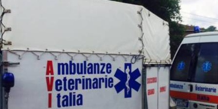 Crescentino, investe un gatto e scappa: felino soccorso da veterinario