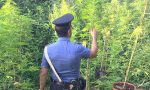 Coltivavano 11 piante di marijuana in un campo abbandonato. Due fratelli in manette