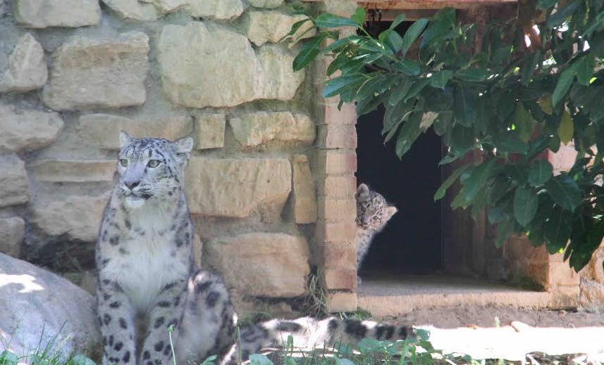 Sono nati due splendidi cuccioli di leopardo delle nevi
