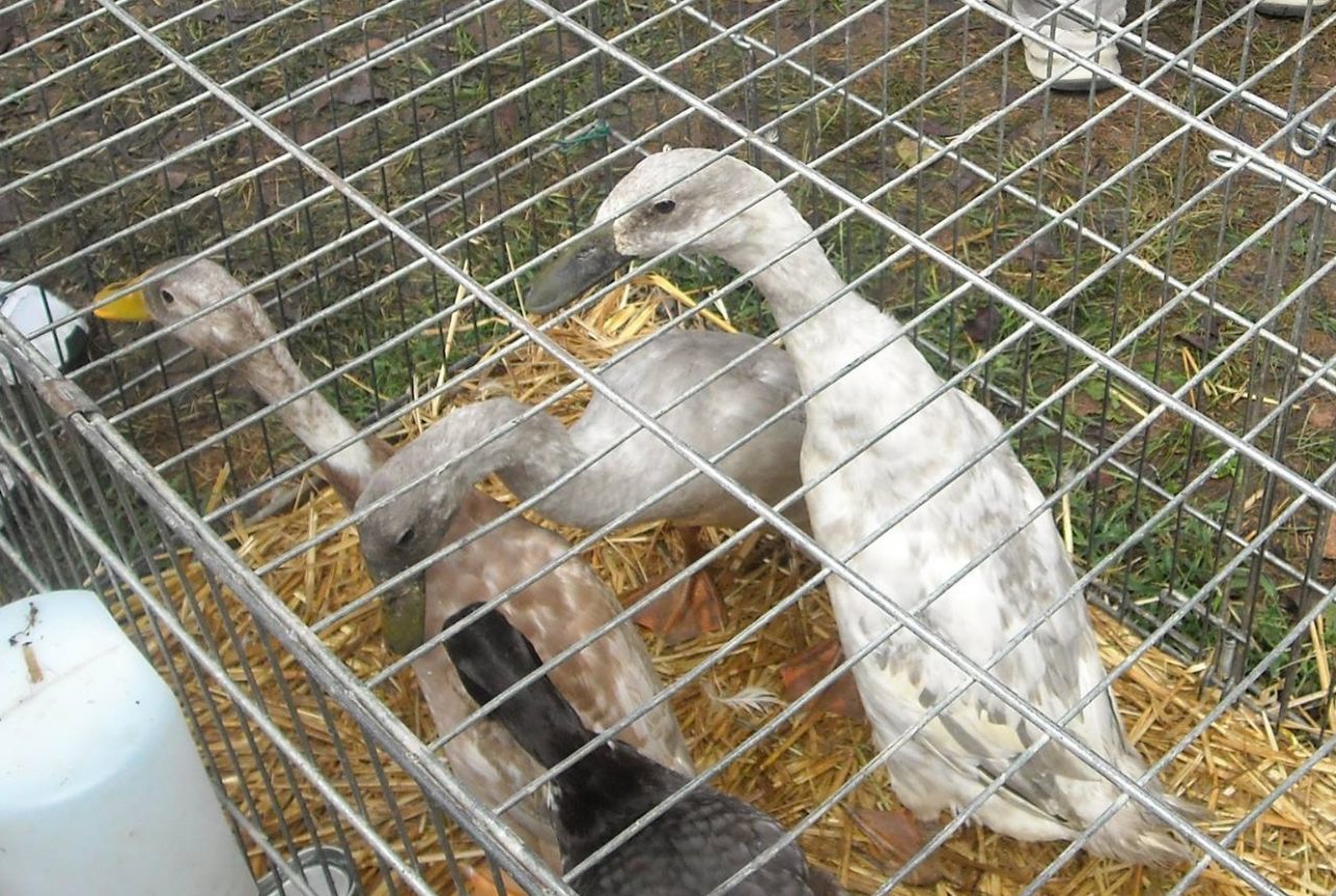 Chivasso, gli animalisti contro la Fiera del Beato