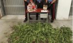 I Carabinieri intervengono dopo la lite tra vicini e trovano piante di Cannabis