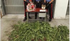 I Carabinieri intervengono dopo la lite tra vicini e trovano piante di Cannabis